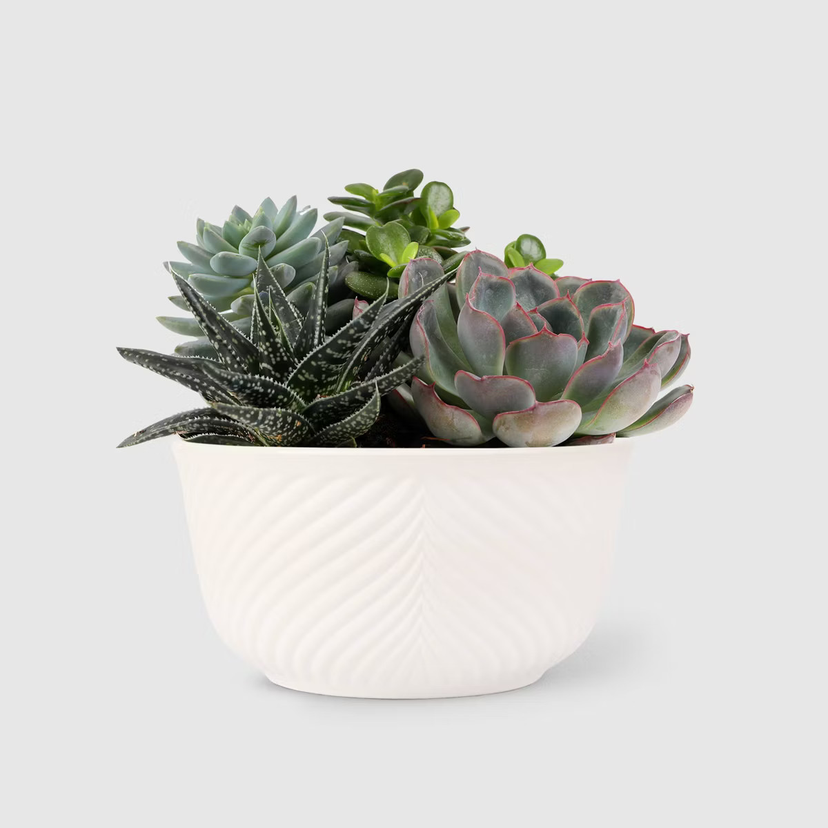 Live 6" Succulent Garden Houseplant (Varieties May Vary) - Good Little Garden™ | Target