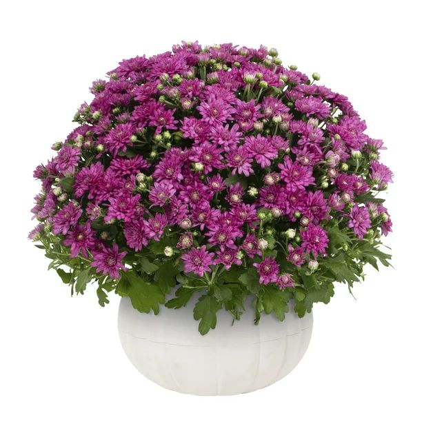 Better Homes & Gardens 3QT Purple Mum (1 Count) Live Plant in Decorative White Pumpkin Planter - ... | Walmart (US)