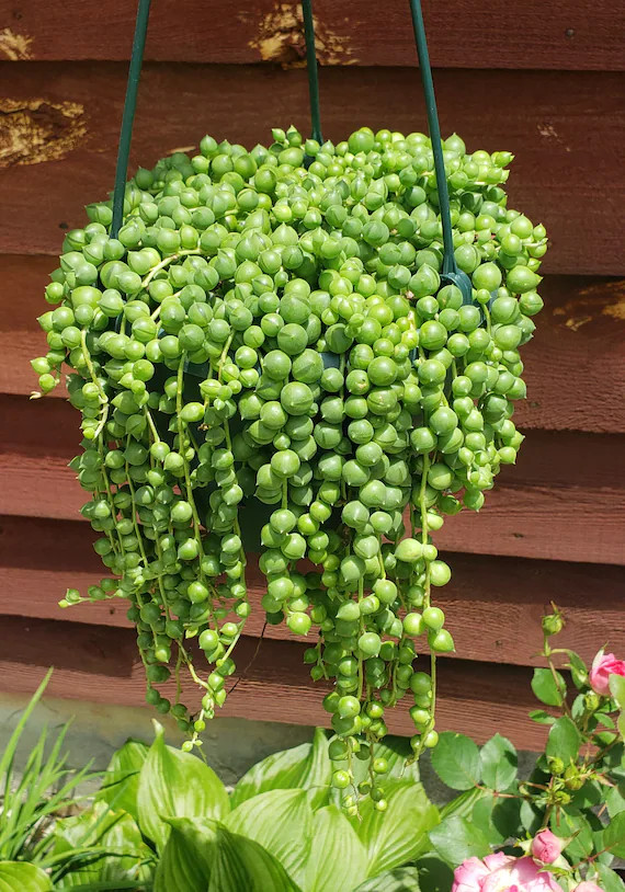 Extremely LUSH and Long  String of Pearls 6 Inch Hanging - Etsy | Etsy (US)
