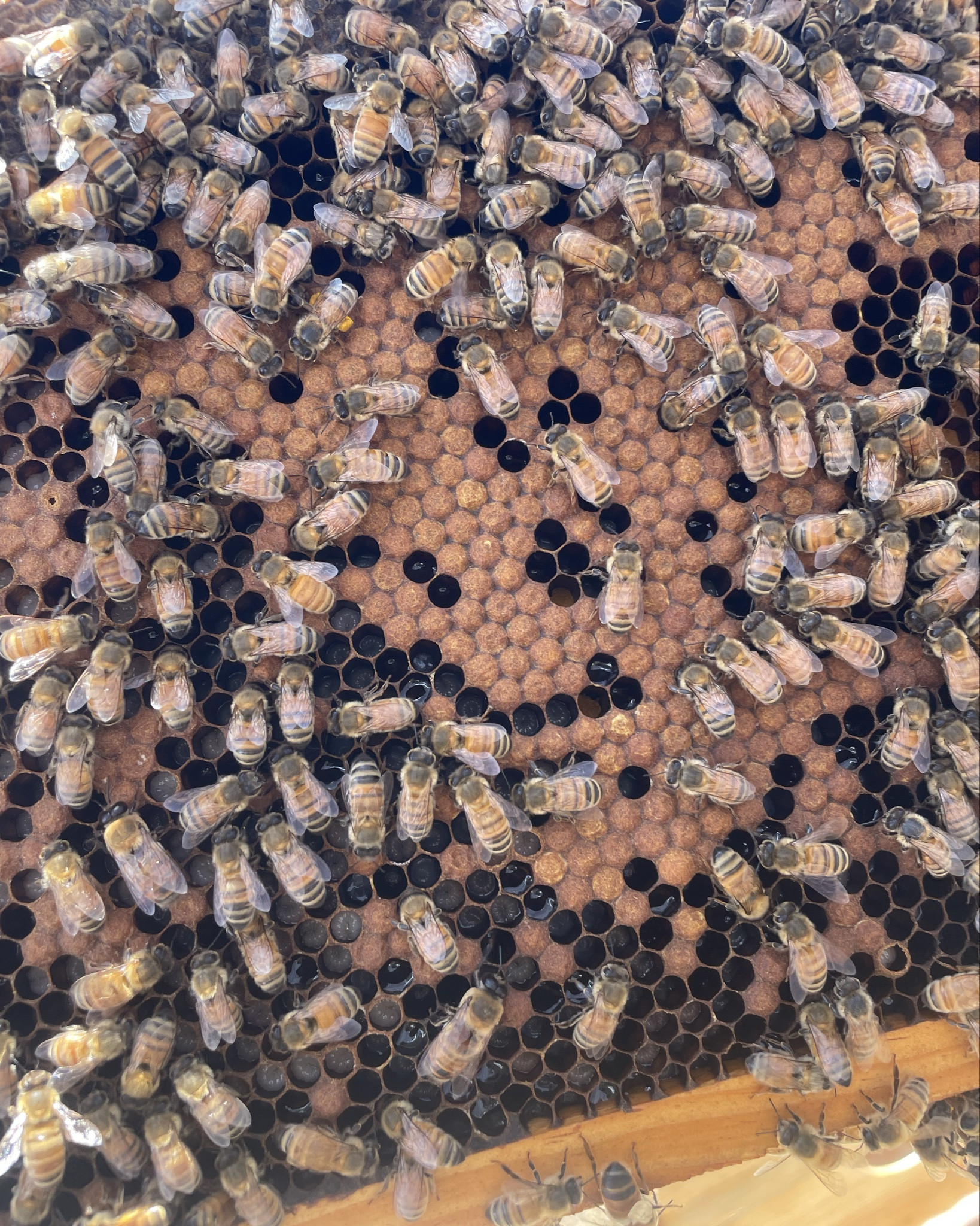 Everything I use for our backyard beekeeping

#LTKdayinmylife #LTKSaleAlert #LTKHome