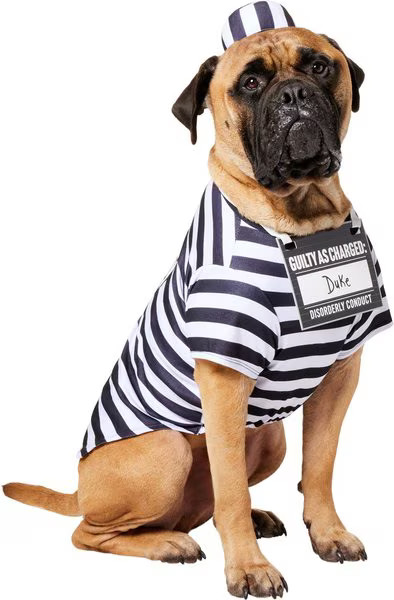 Frisco Prisoner Dog & Cat Costume | Chewy.com