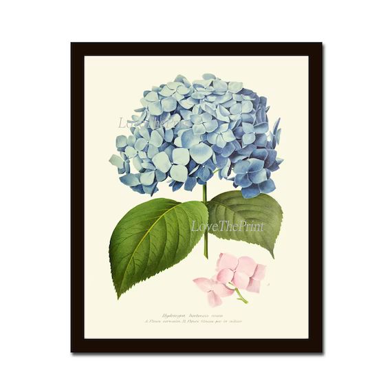 Blue Hydrangea Flower Botanical Wall Art Print IH741 Beautiful Antique Large Plant Garden Flowers... | Etsy (CAD)