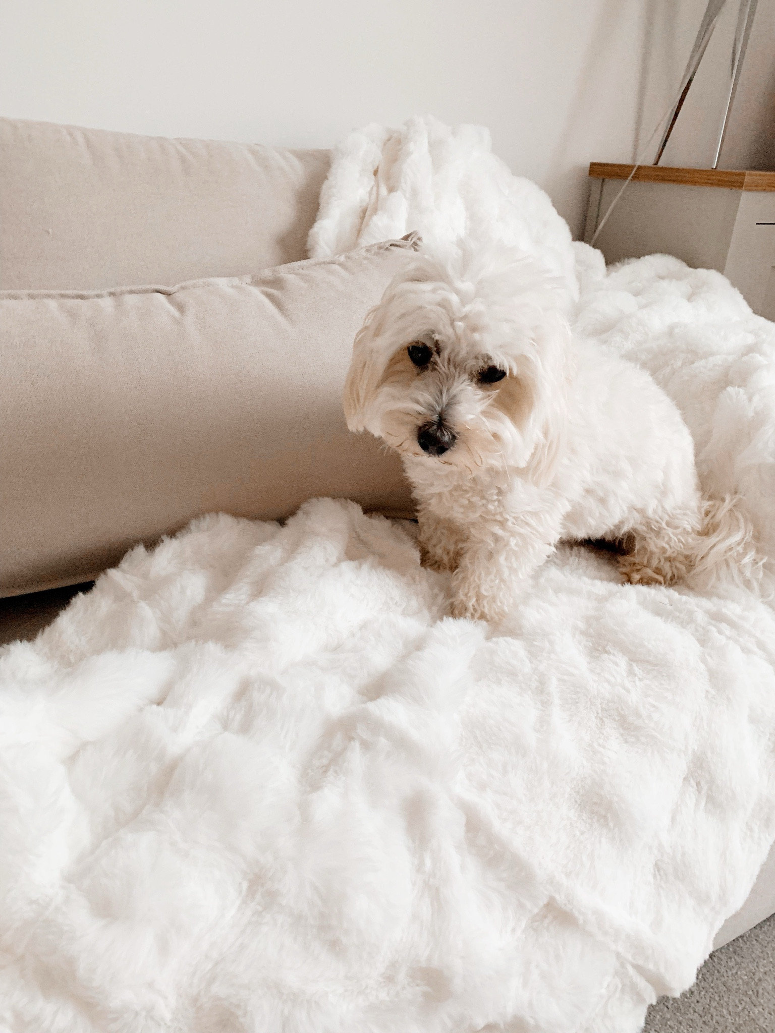 Super soft faux rabbit fur throw

#LTKhome #LTKfamily #LTKeurope
