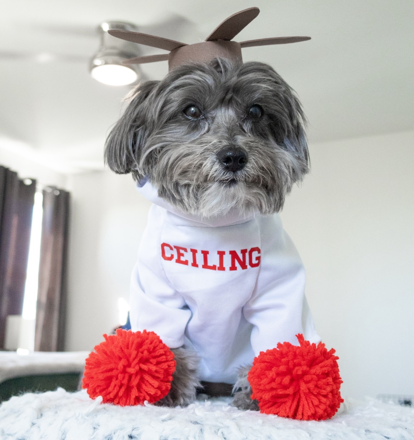 DIY Ceiling Fan Costume - we sewed the shirt ourself & used the cricut to add CEILING. But here’s how you can DIY it yourself!

#LTKHalloween #LTKSeasonal #LTKPets