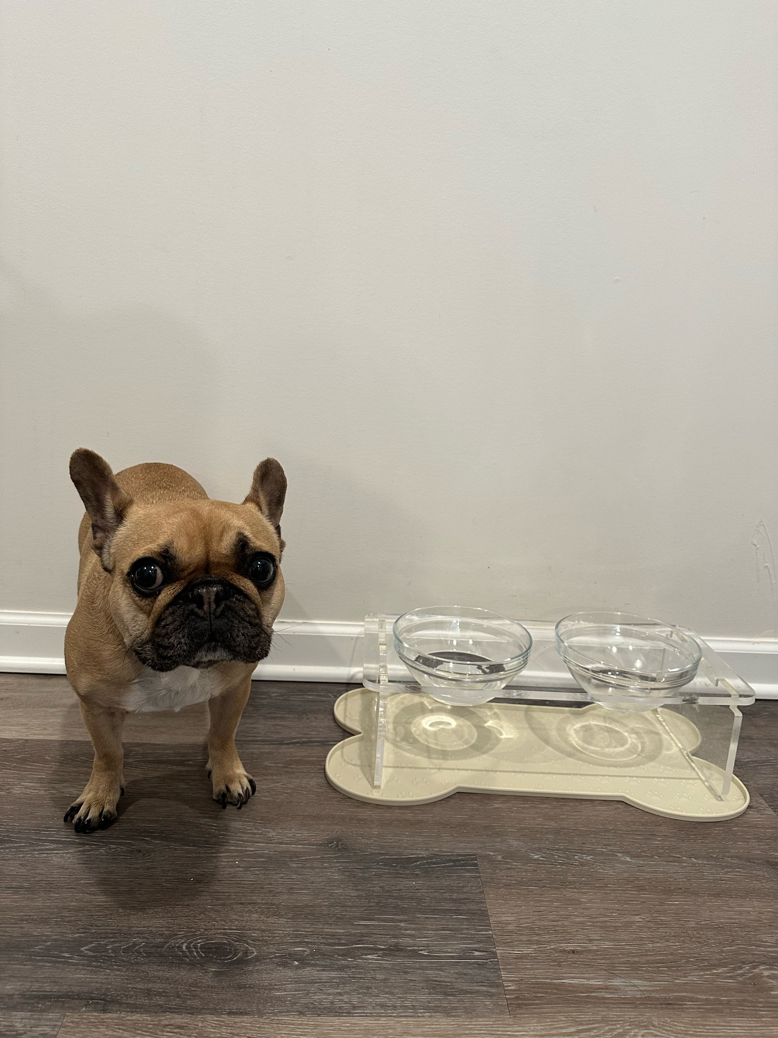 Bougie pet items 🤩🐶

Amazon | Dog | Puppy 

#LTKfamily #LTKfindsunder50 #LTKhome