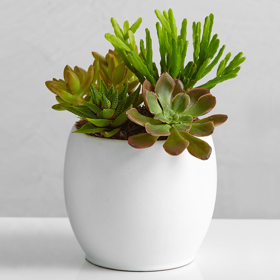 Succulent Garden | plants.com
