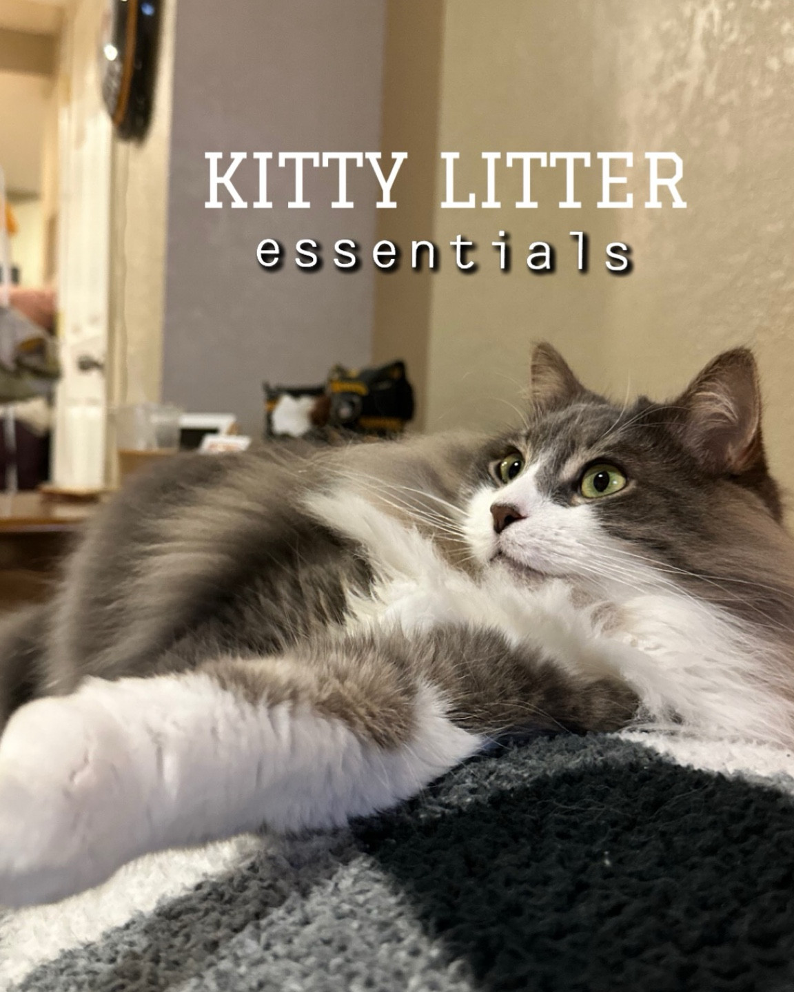 Kitty litter necessities! So your sweet baby keeps your home smelling sweet :)

#LTKFindsUnder50 #LTKSaleAlert #LTKHome