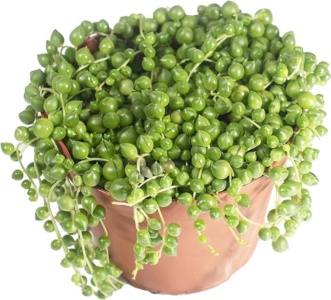 String of Pearls - 6'' from California tropicals | Amazon (US)
