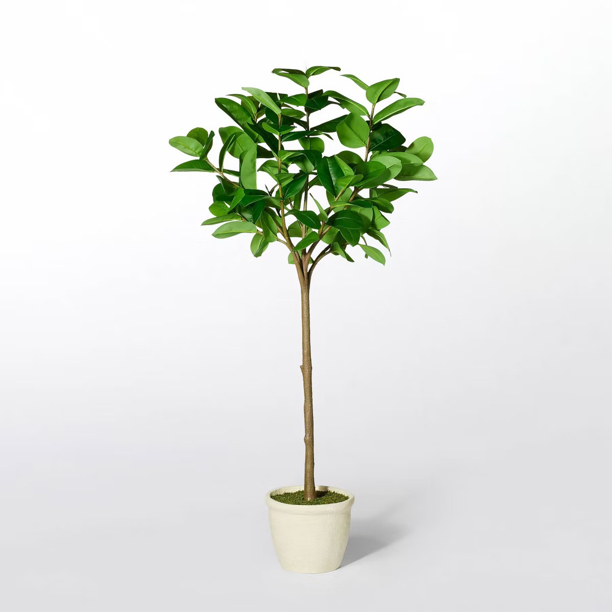 Ficus Tree - Threshold™ designed with Studio McGee | Target