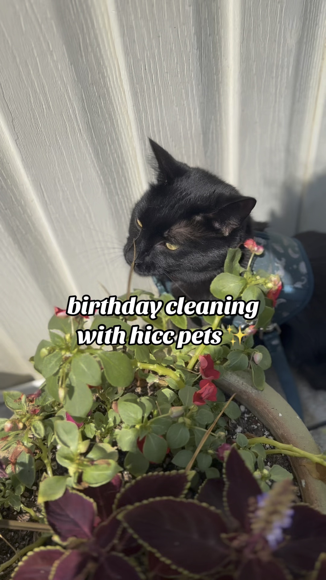 do you think Lil Leo needed a birthday cleaning?

What we love about HICC:

✅ Pure, all natural ingredients
✅ Plant-based
✅ 100% biodegradable
✅ Gentle enough for every-day use on sensitive skin
✅ Vet recommended

#cats #catstuff #catbuys #catgoods #catessentials #petessentials #catproducts #catproductrecommendations
#bestcatbuys #catstufftobuy #happycat #petaccessories #petstuff #petwipes #hiccpet

#LTKFamily #LTKFindsUnder50 #LTKVideo