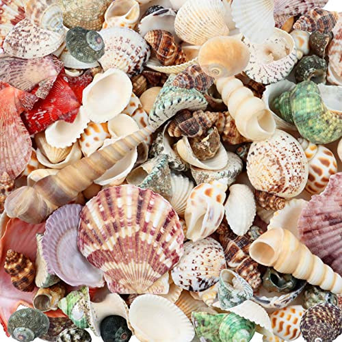 WEOXPR 200 Pcs Sea Shells Bulk Mixed Ocean Beach Seashells for Kids, Various Sizes Natural Sea Shell for Crafts, Home Decorations, Beach Theme Party, Wedding Decor, DIY Crafts, Crafting Shells | Amazon (US)