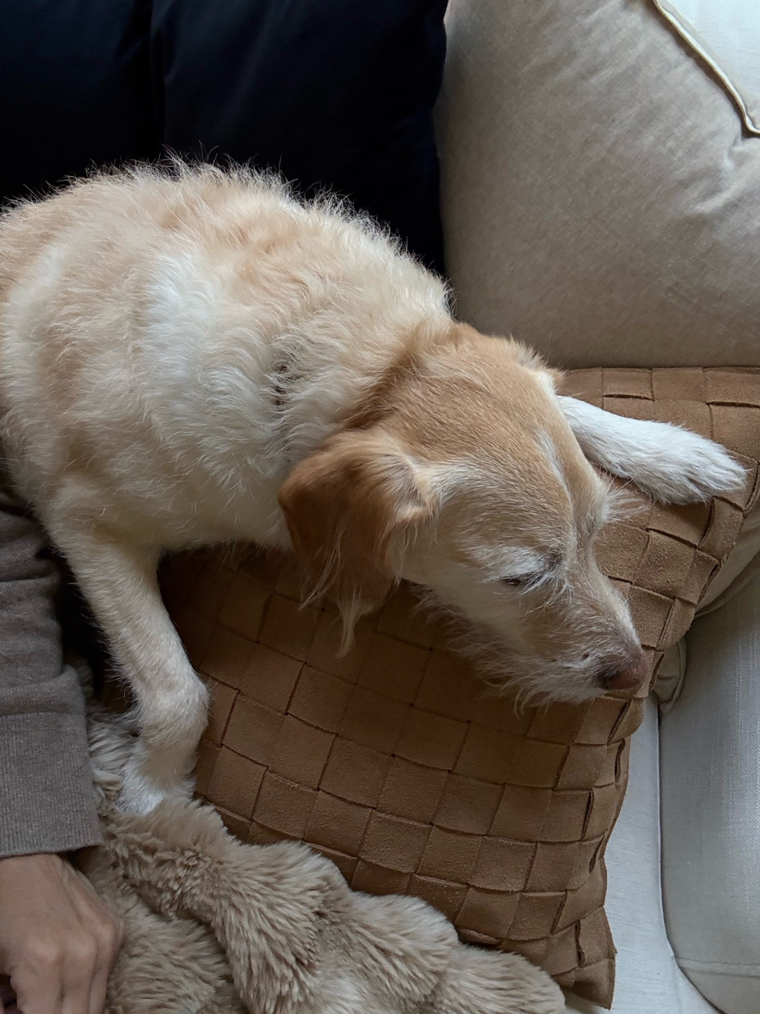 So glad I’m not the only one who is obsessed with this pillow (& this camel color!) 🥺

#LTKdayinmylife #LTKHome #LTKvlog