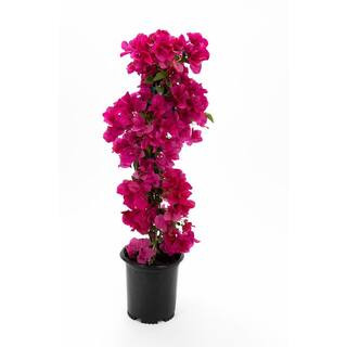 EVERDE GROWERS 2.5 qt. Bougainvillea Barba Kasrt - Vine BOUBAF0401 - The Home Depot | The Home Depot