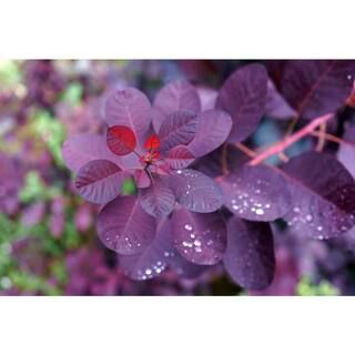 BELL NURSERY 3 Gal. Royal Purple Smokebush Live Flowering Shrub with Purple Foliage and Pink-Purp... | The Home Depot