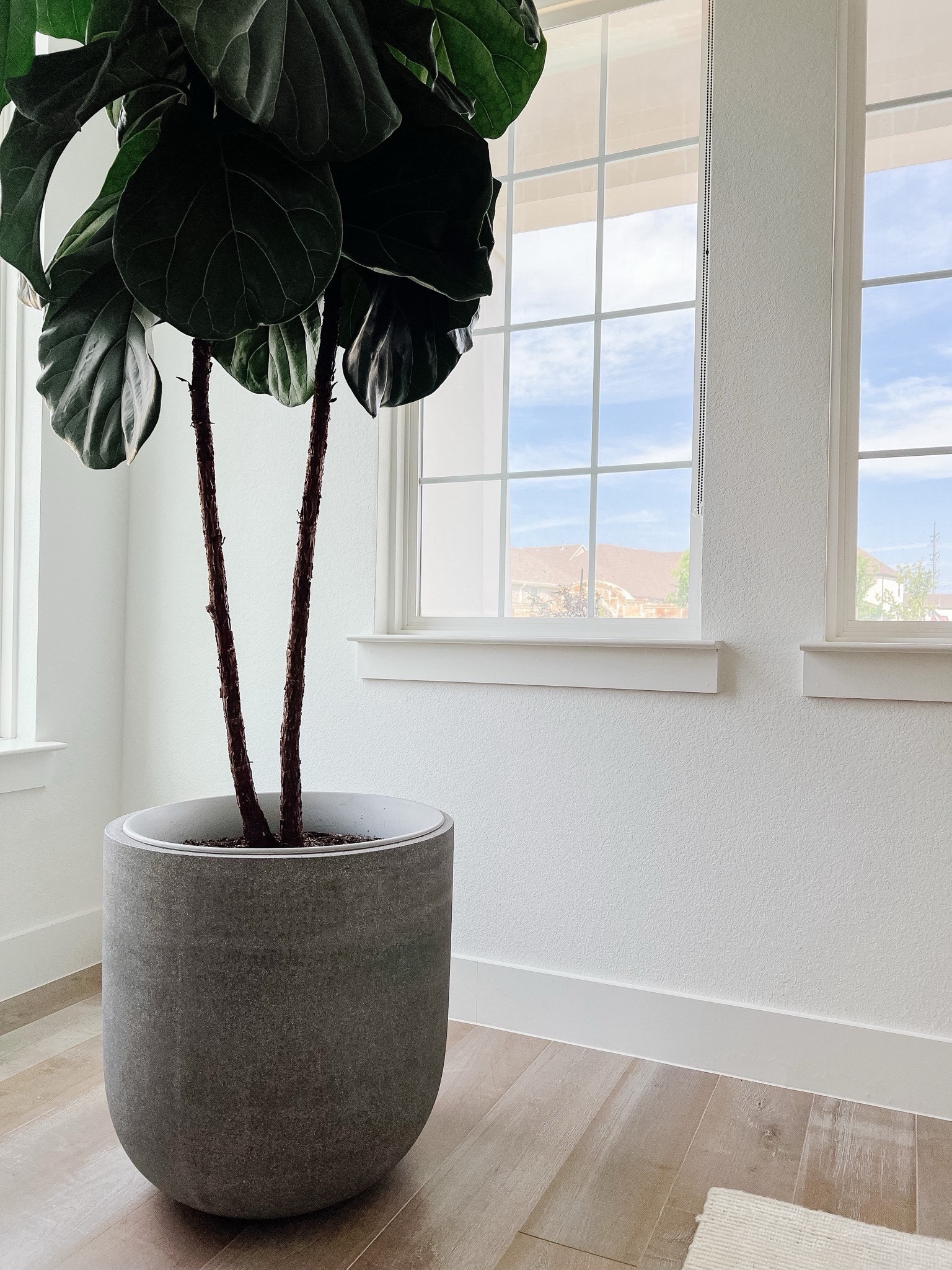 Love this plant holder for Frank! Gives him room to breathe and grow. Can be indoor or outdoor planter and comes in multiple sizes 

#LTKStyleTip #LTKHome