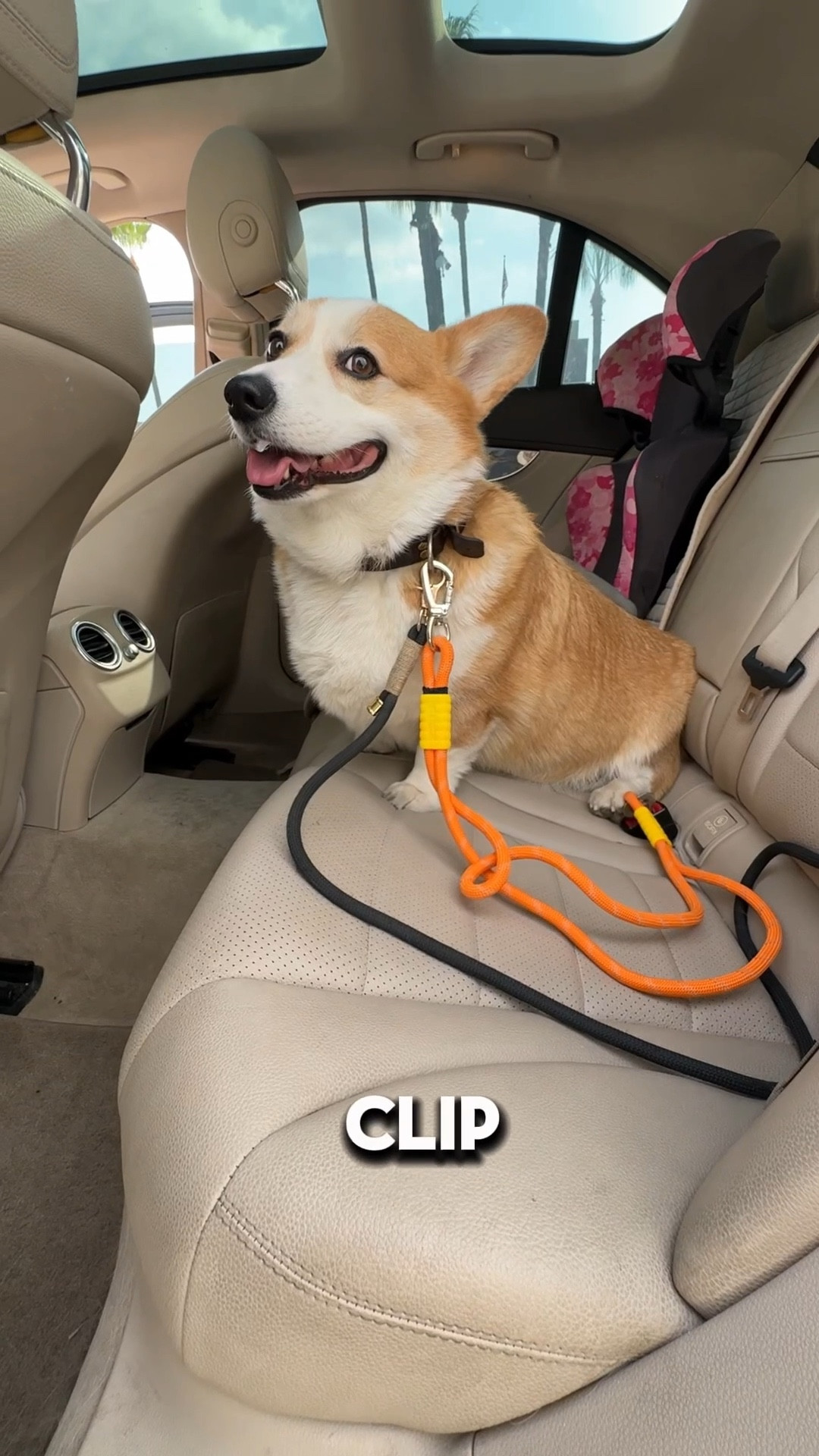 Seat belt for dogs 

#LTKPets #LTKTravel