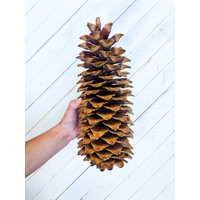 Jumbo Pine Cones 9-11"" From Old Growth Sugar Pine Trees For Fall & Holiday Decor - Wreaths, Door Hangers, Centerpiece | Etsy (US)