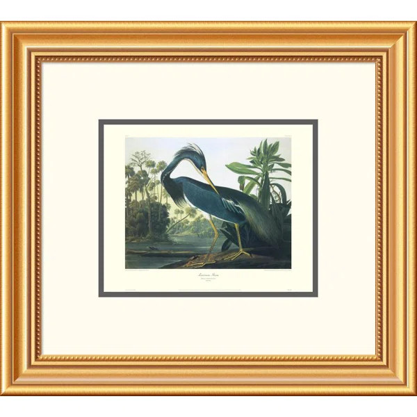 James Audubon - Print | Wayfair North America