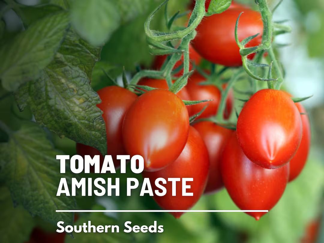 Tomato, Amish Paste - Heirloom Seeds - Indeterminate - NonGMO | Etsy (US)