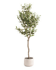 4ft Olive Tree In Stone Pot | TJ Maxx