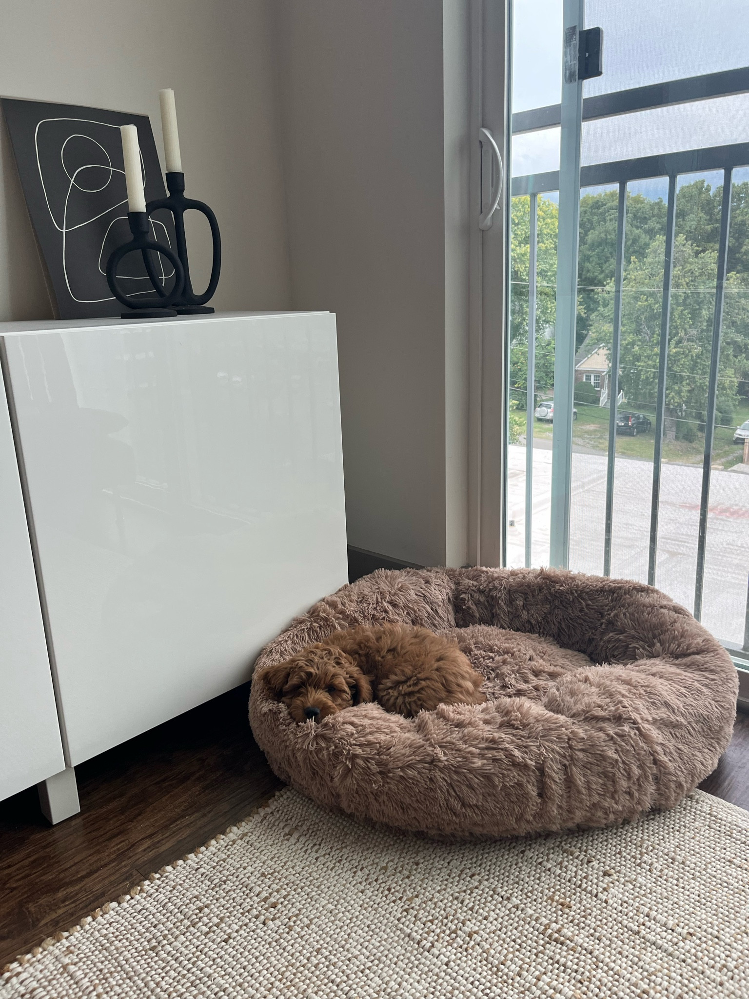 Sharing my pups favorite Amazon finds!!! 

#LTKhome #LTKunder100 #LTKsalealert