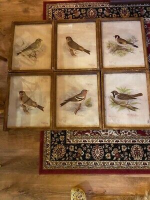 Park Hill Collection Southern Classic Vintage Bird Framed Prints, Set Of 6 848963042275 | eBay | eBay US