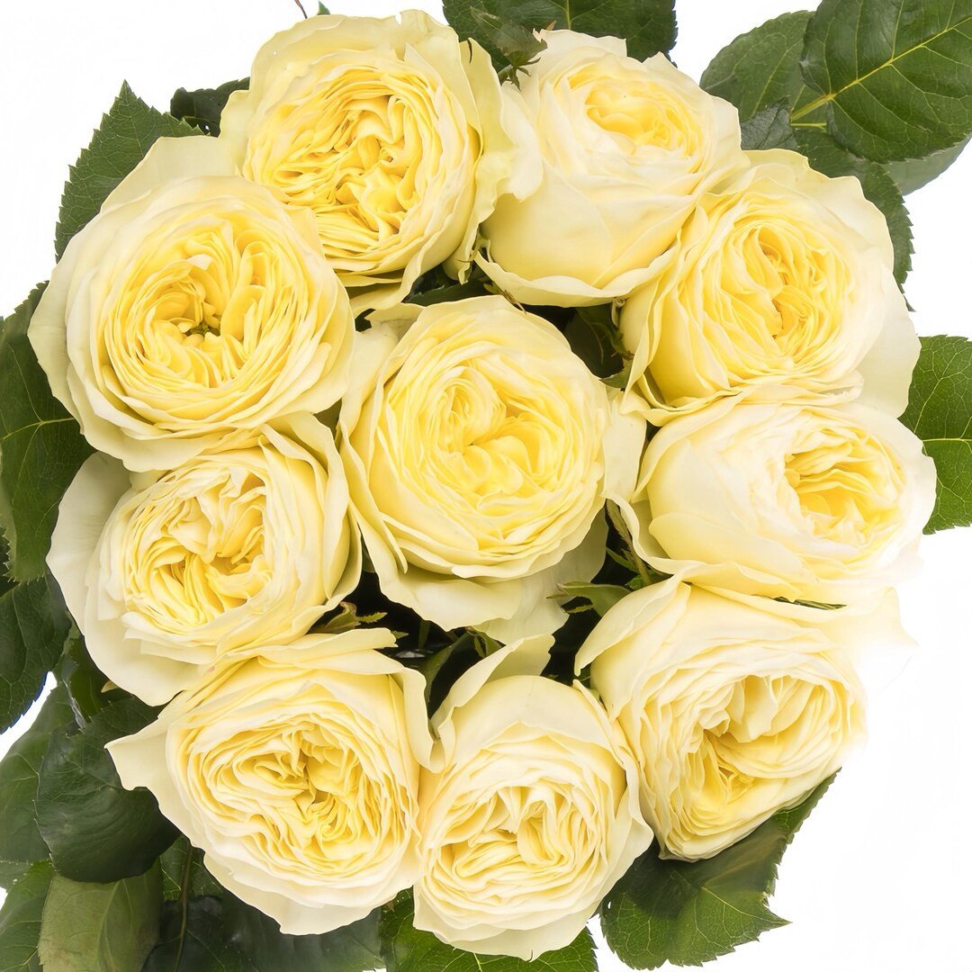 White Vuvuzela 白色珊瑚心 - Etsy | Etsy (US)