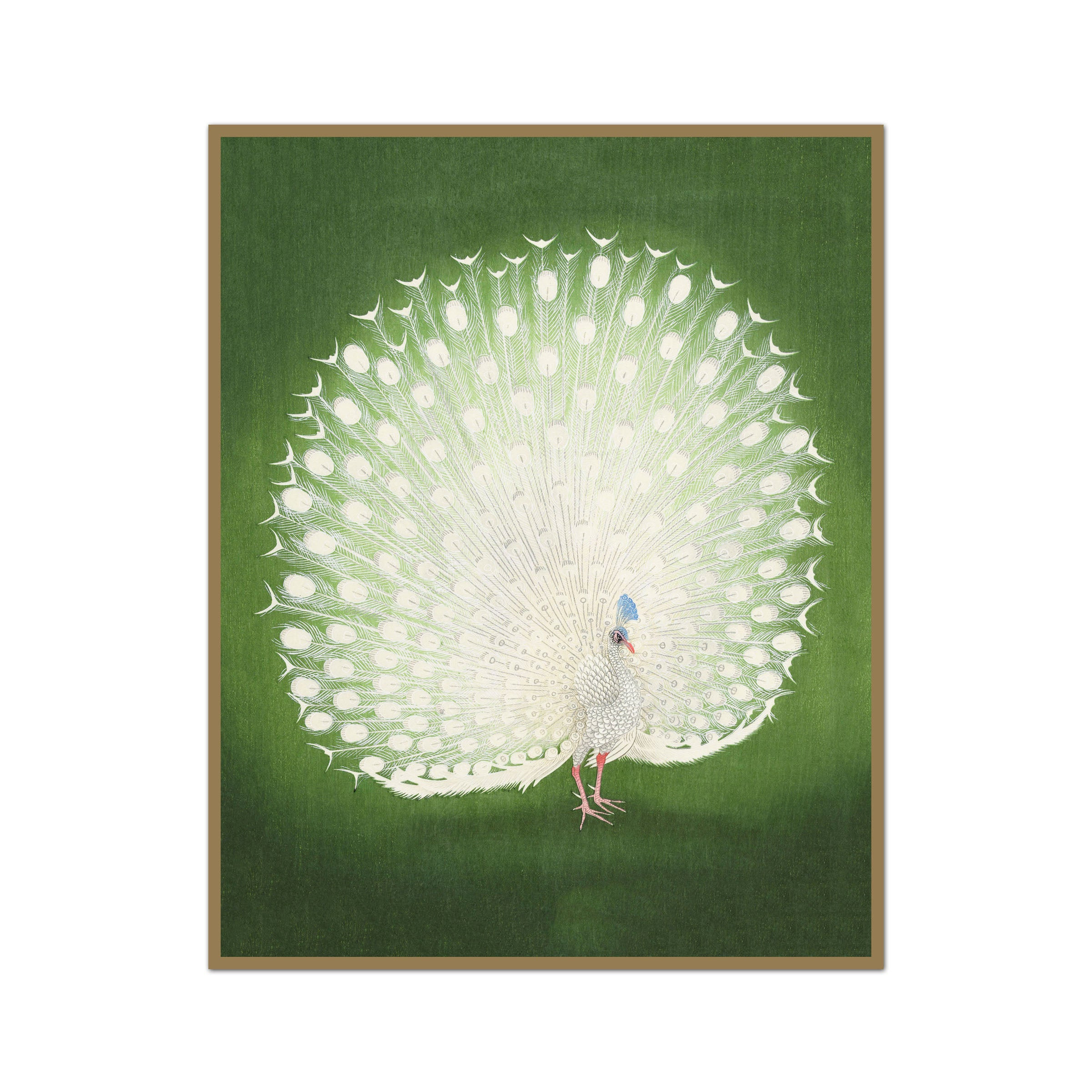 Peacock Fan | Urban Garden Prints