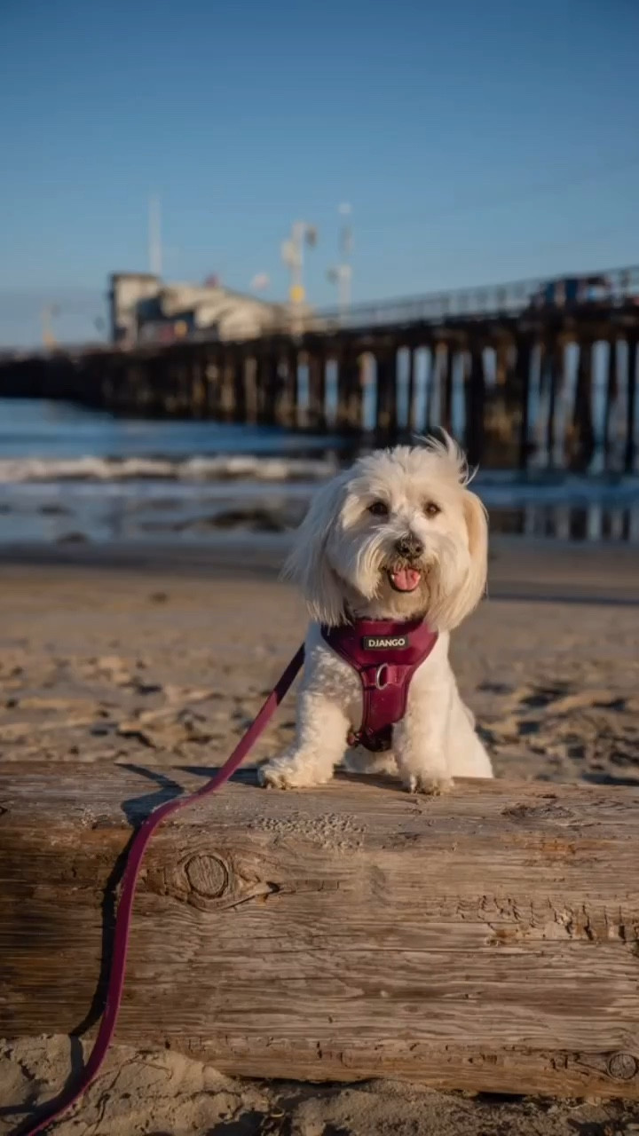 Wearing Tahoe No Pull Dog Harness & Waterproof Dog Leash- Raspberry Purple color

 *padded and lightweight design

* Featuring two D-rings- allows for both front leash attachment and traditional leash attachment at the back. 

* The water-repellent neoprene exterior is complimented by breathable sport mesh lining 

#djangoharness #dogharness #LTKPets #LTKDogs

#LTKGiftGuide #LTKActive #LTKHoliday