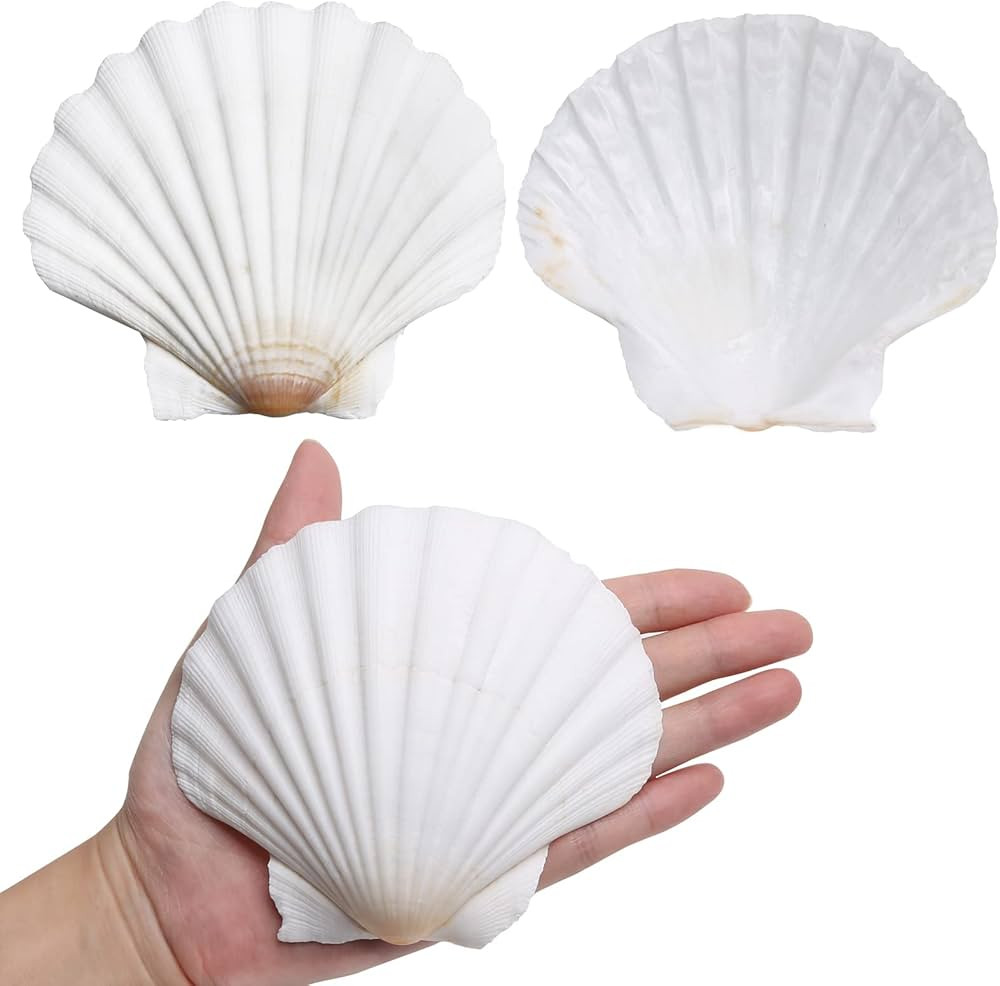 LUCKY BABY Scallop Shells for Crafts 4-5 Inches, 10pcs Large Sea Shells for Decorating, White Nat... | Amazon (US)