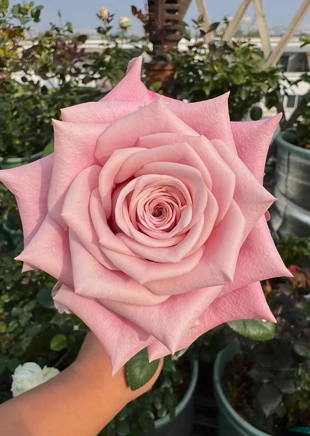 Sweet Menta VIP Netherlands Florist Shrub Rose, 甜蜜曼塔, 2-year-old Plant, Long-lasting Cut ... | Etsy (US)