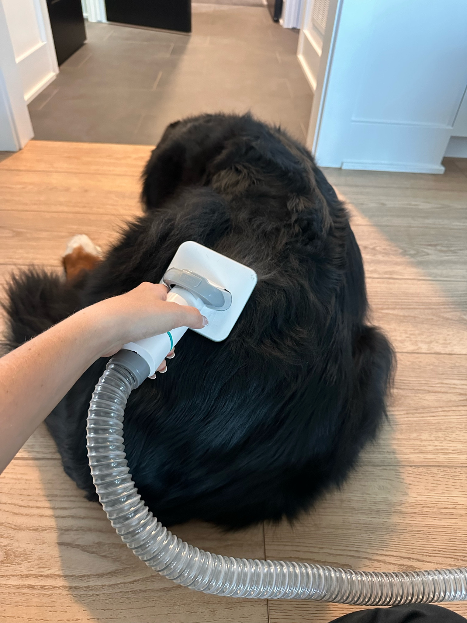 This pet groom on sale for less than $100 on Amazon is amazing! Comes with multiple attachments to keep our fur friends looking great 🐶

#LTKGiftGuide #LTKHome #LTKSaleAlert