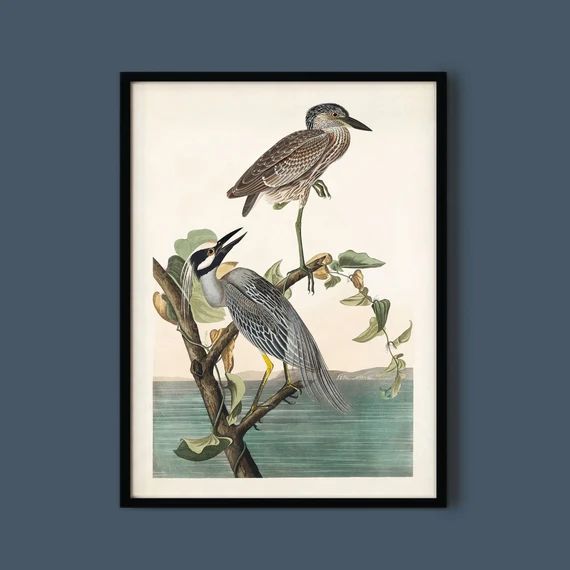 Vintage Yellow-crowned Heron Print by John James Audubon | Etsy | Etsy (US)