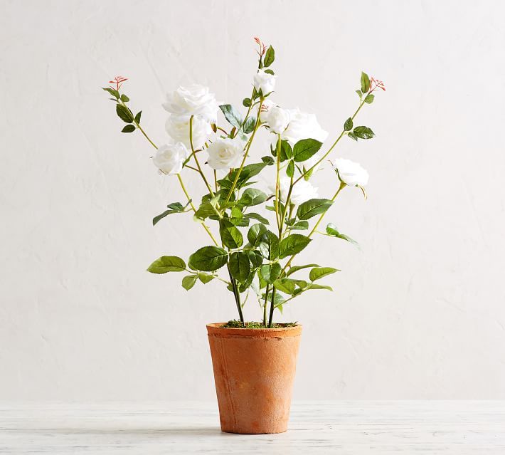 Faux Potted White Roses | Pottery Barn (US)