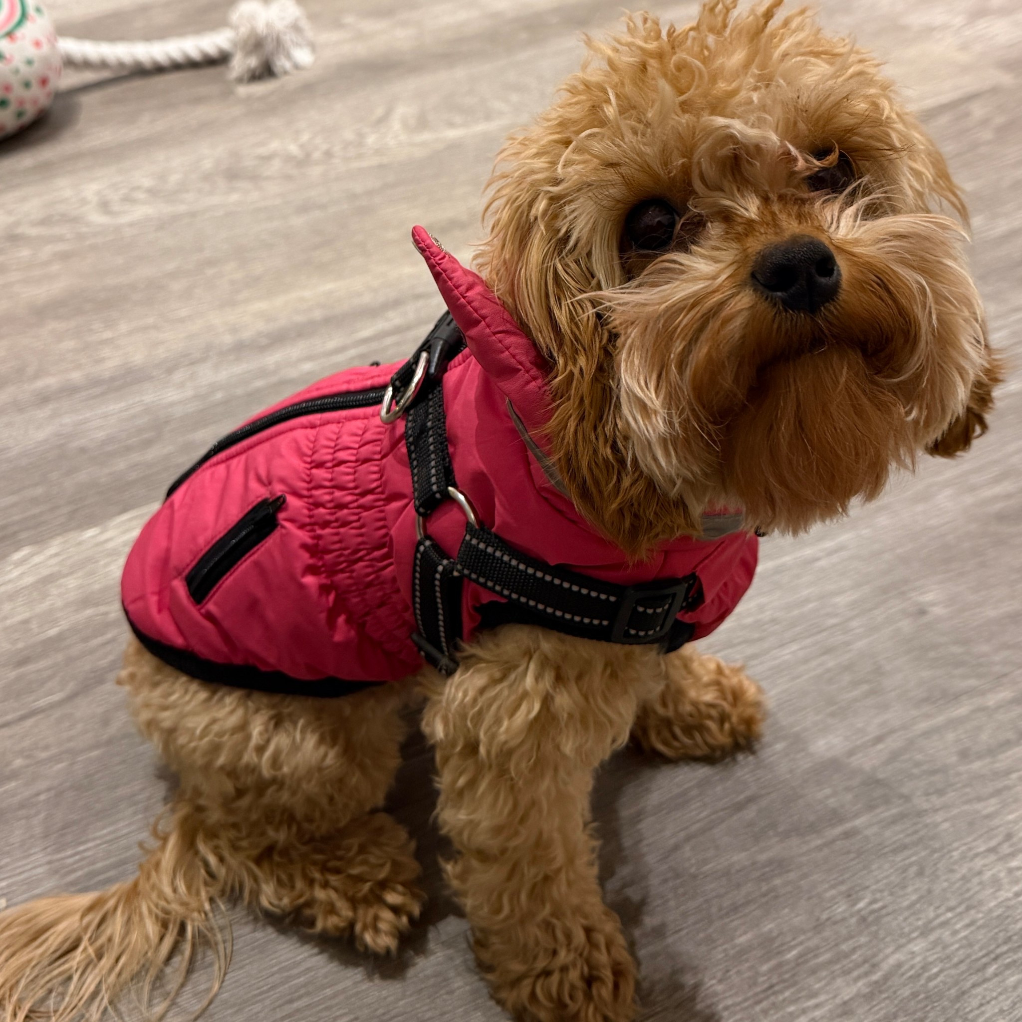 The perfect winter coat for your furry friends! 

#LTKFindsUnder50 #LTKPetite