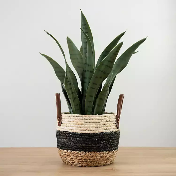 Snake Plant in Woven Basket Planter | Kirkland's Home