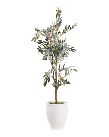 5ft Olive Tree In White Pot | TJ Maxx