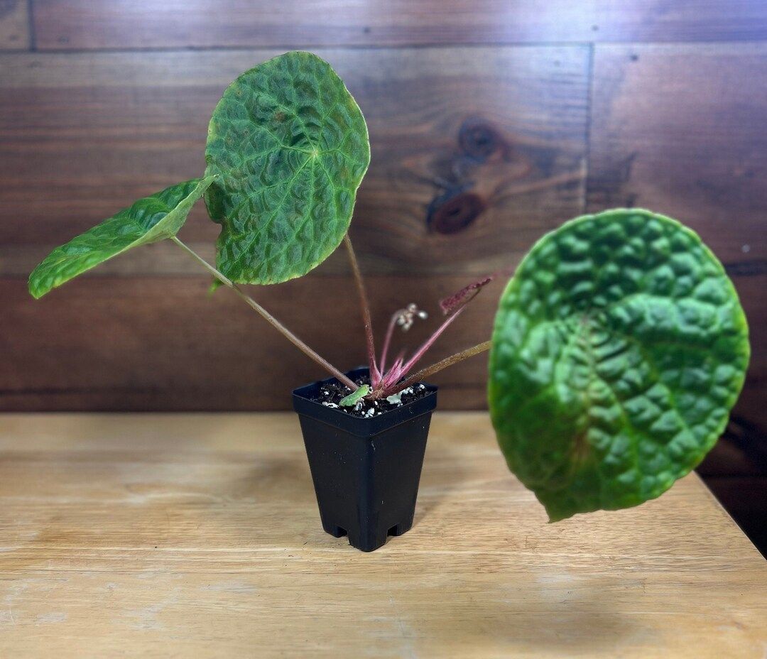 2.5 Begonia Natunaensis - Etsy | Etsy (US)