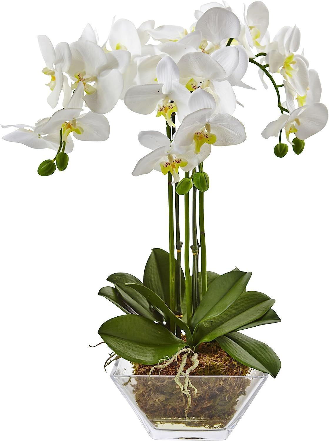 Nearly Natural 4570 Triple Phalaenopsis Orchid in Glass Vase,Green/White | Amazon (US)