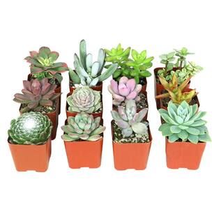 Assorted Mini 2 in. Succulent (12-Pack) | The Home Depot