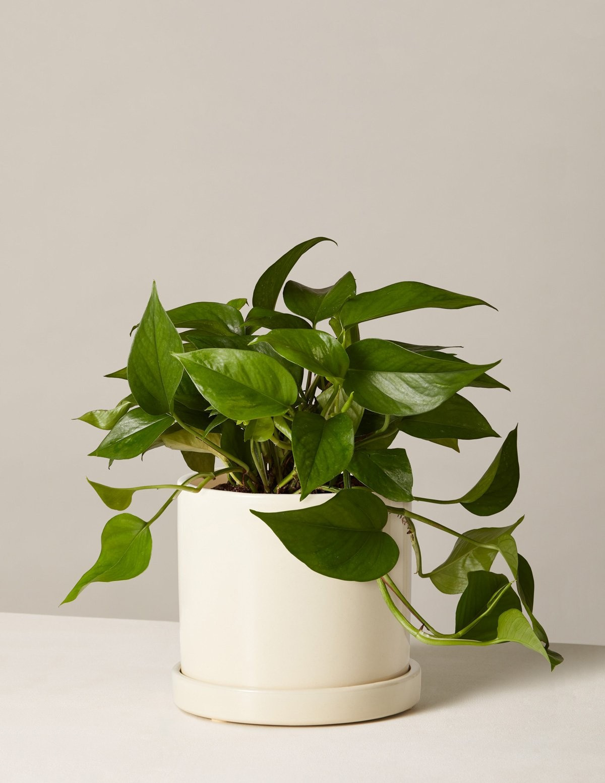 Pothos | The Sill