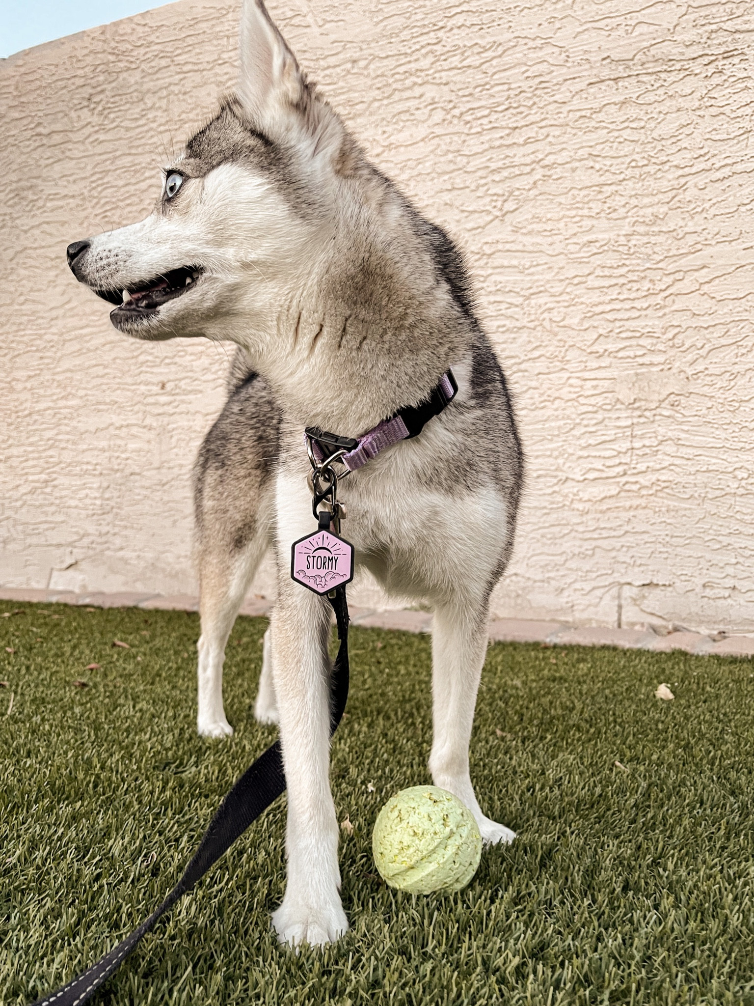 Jingle-Free dog tags in the cutest patterns!

#LTKunder50 #LTKfamily #LTKhome