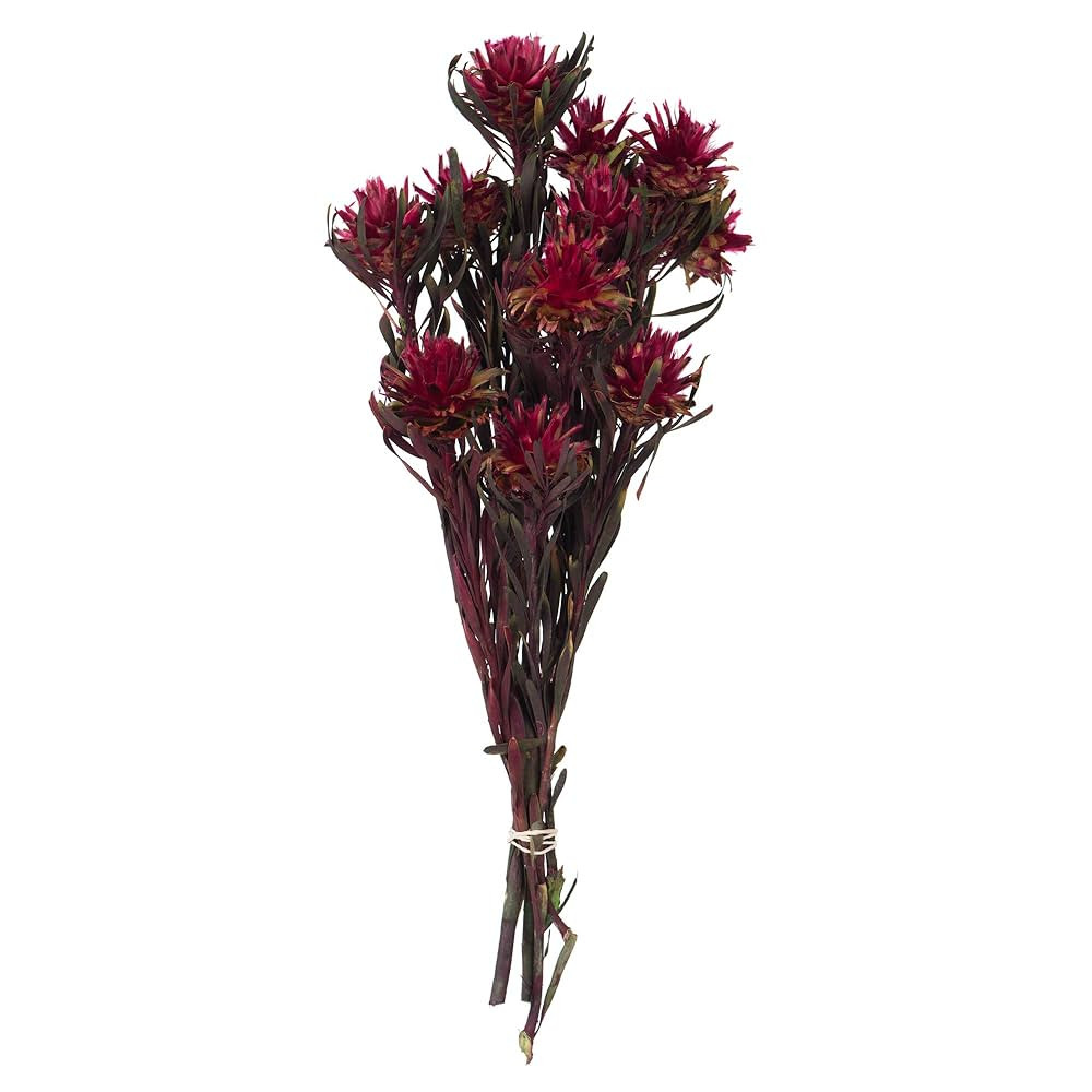 Vickerman Merlot Plumosum Flower 20" Long Stem | Amazon (US)