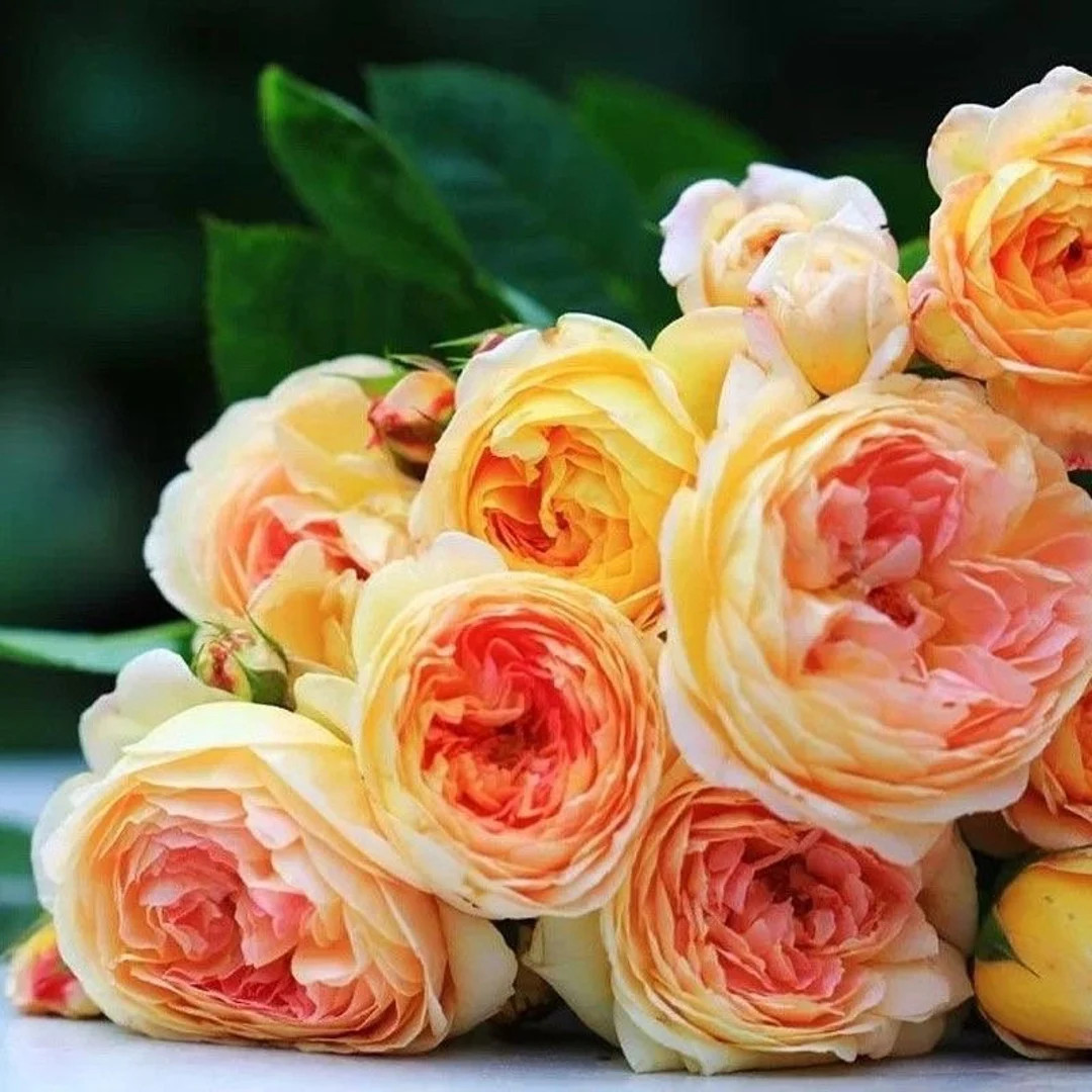 Rosomane Janon. 罗曼尼 詹森. Fragrance. Continue Blooming. France Rose. | Etsy (US)