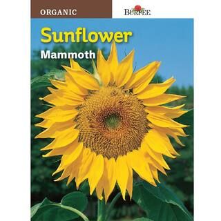 Burpee Sunflower Mammoth Seed-60740 - The Home Depot | The Home Depot