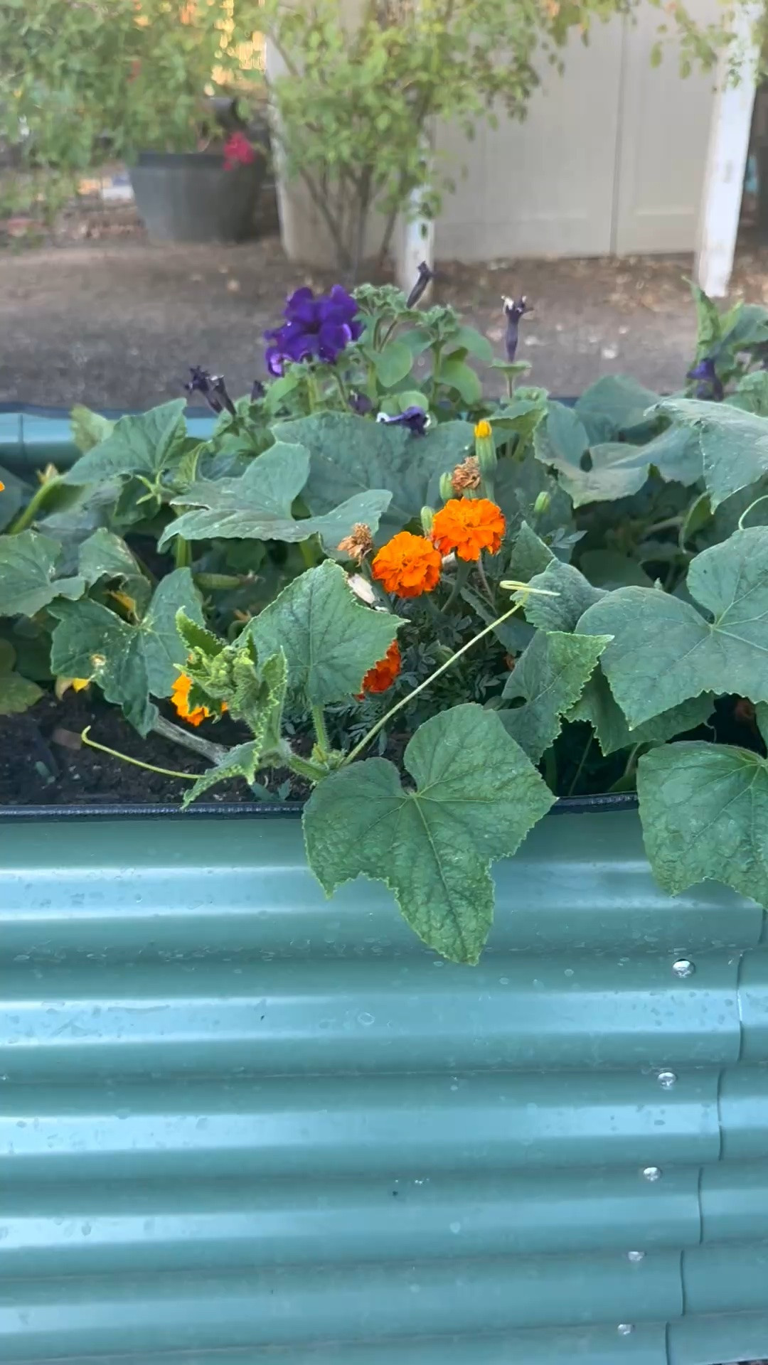 I love my metal raised garden beds from @Wayfair! My cucumbers are doing great! I can’t wait until my cherry tomatoes and red bell peppers start producing 💗

#LTKdayinmylife #LTKSeasonal #LTKHome