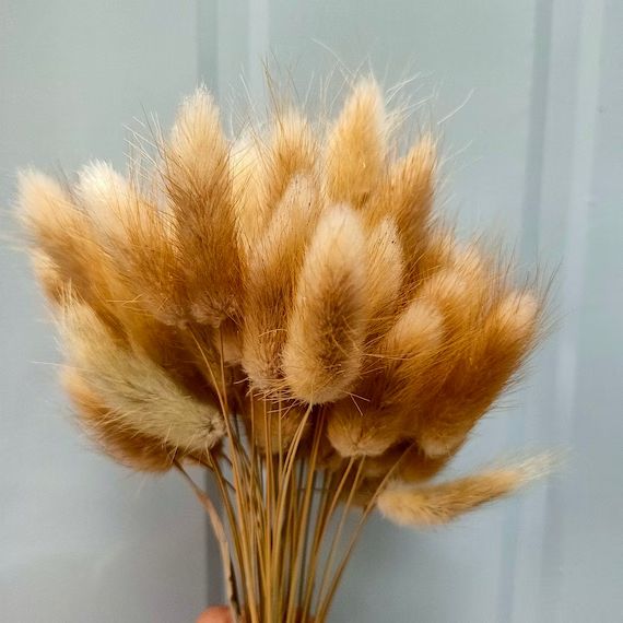 30 stems Dried Flower Bunny Tail Natural Plants Floral Rabbit | Etsy | Etsy ROW