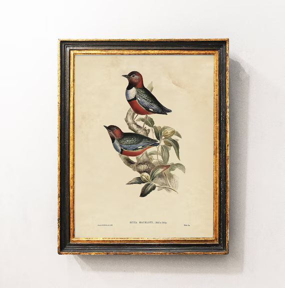 Pitta Vintage Print, Bird Vintage Print, Antique Poster, Bird Lover Gift / P407 | Etsy (US)