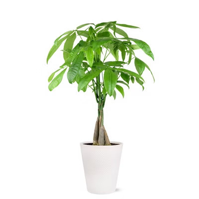 Live 5" Money Tree Houseplant in Evi Pottery Planter | Target