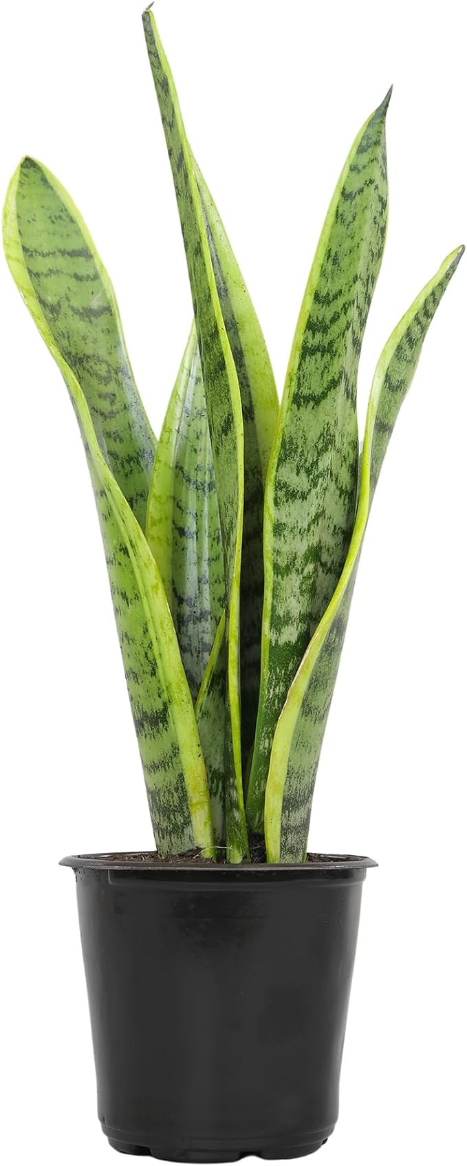Live Snake Plant, Sansevieria trifasciata Laurentii, Fully Rooted Indoor House Plant in Pot, Moth... | Amazon (US)